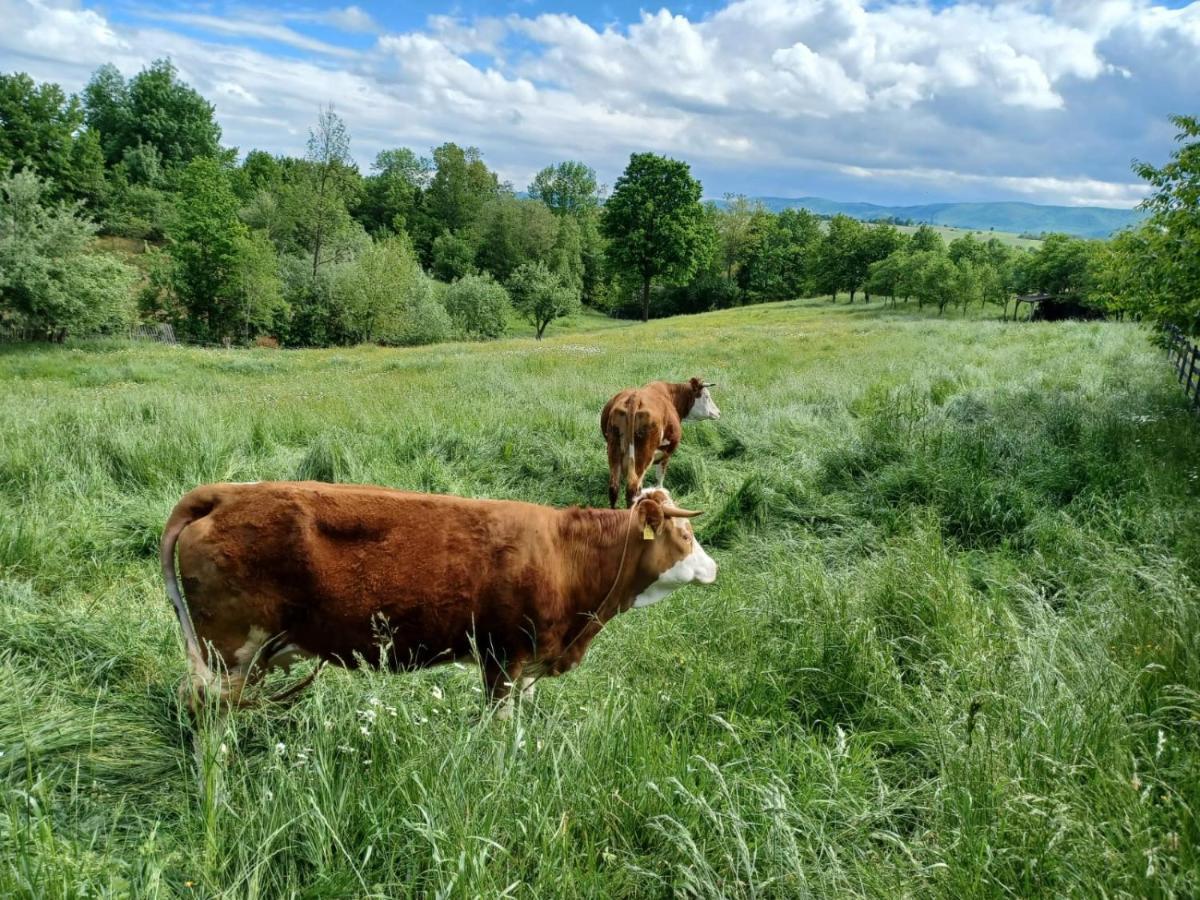 Pensiunea Agroturistica Casa Jucan Poieni Zewnętrze zdjęcie